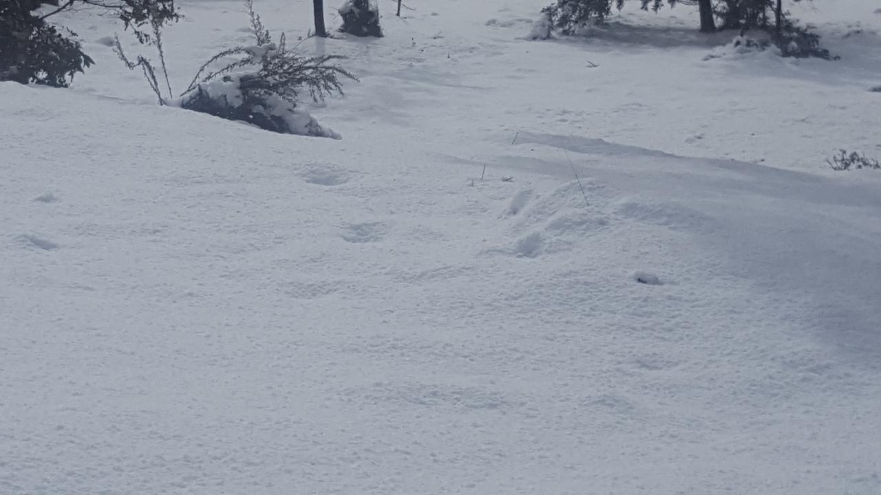 לינה וארוחת בוקר Moina Cradle Alpine Retreat מראה חיצוני תמונה